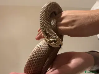 Snake reptiles Purple Stripe Superconda Western Hognose Snake - Advert 1