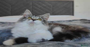 Maine Coon cats in Glasgow - Advert 14