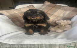 Cockapoo dogs for sale: F1 miniature gorgeous cockapoo puppies  - Image 9
