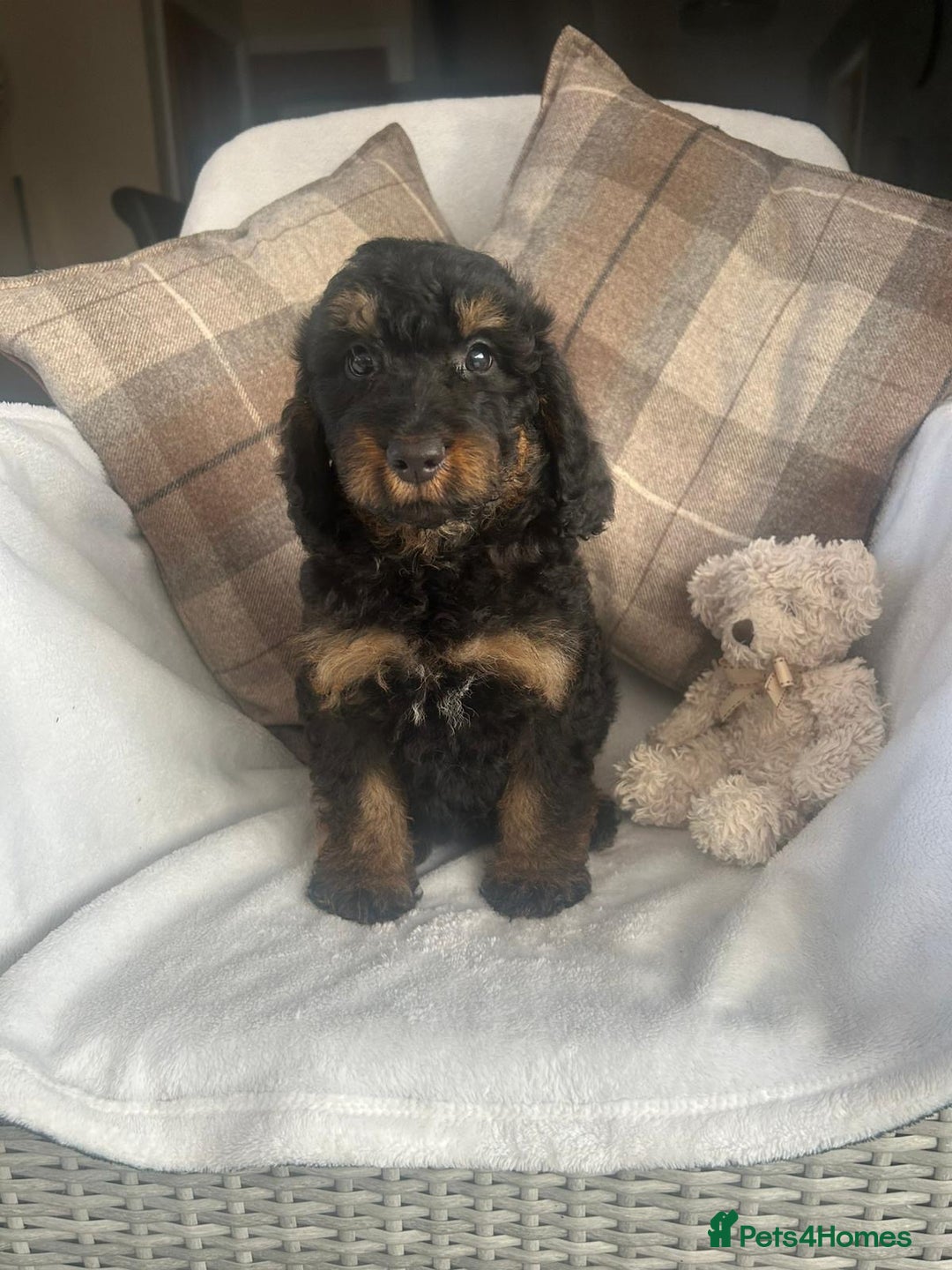 Cockapoo dogs for sale: F1 miniature gorgeous cockapoo puppies  - Image 9