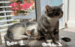Mixed Breed cats for sale: Lovely kittens - Image 4