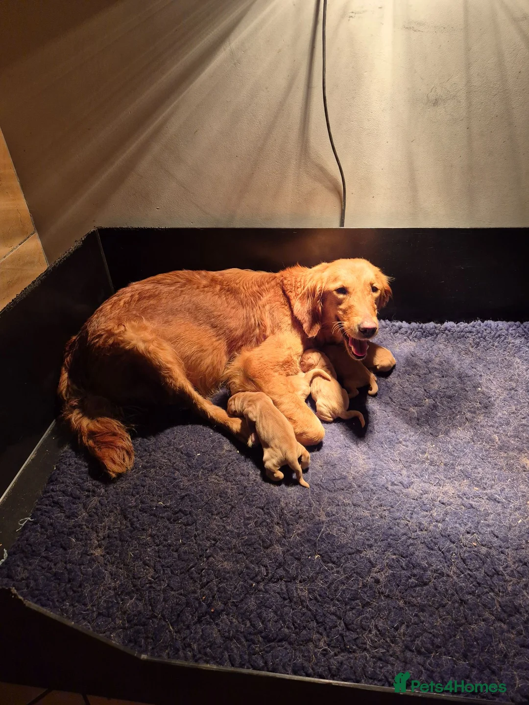 Golden Retriever dogs for sale: Superb dog puppy - Advert 1