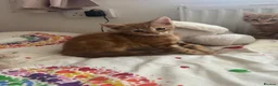Mixed Breed cats for sale: Gorgeous Ginger mixed breed kittens.  in Salisbury - Advert 4