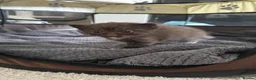 Ragdoll cats for sale: I have a beautiful litter of 5 kittens  - Advert 17