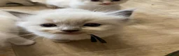 Ragdoll cats for sale: Stunning Ragdoll kittens blue point male/female in Hull - Advert 30