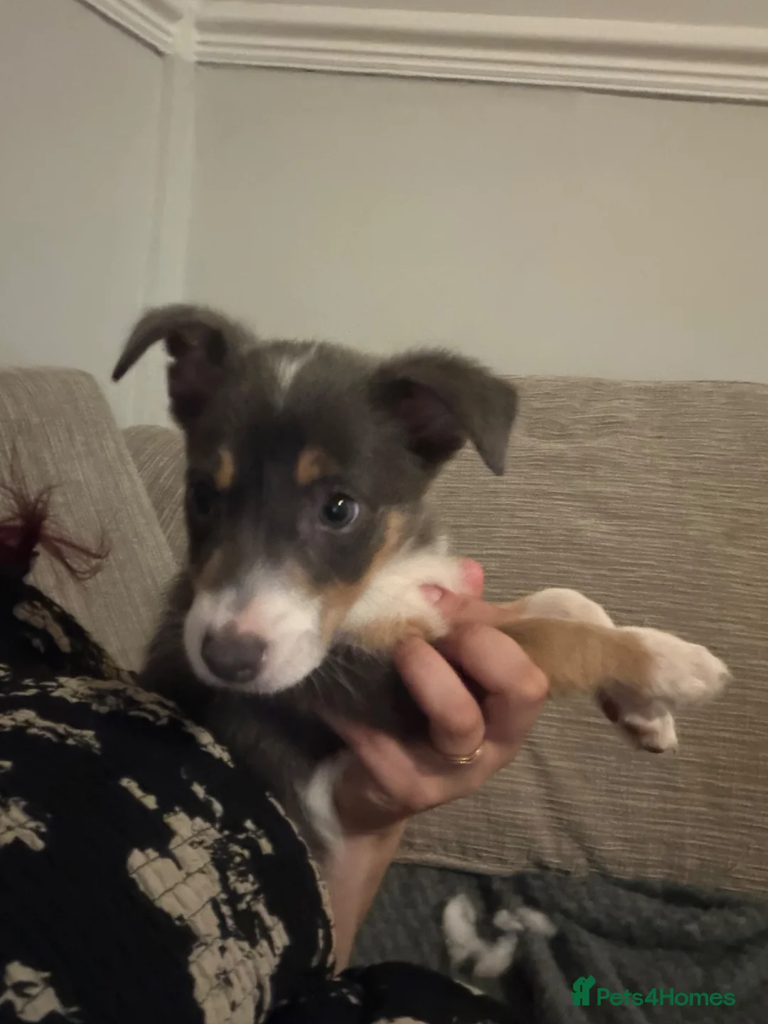 Border Collie dogs for sale: Gorgeous Tri Girl Border Collie  - Advert 2