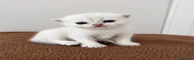 Scottish Fold 5