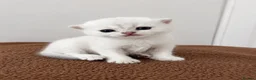 Scottish Fold cats for sale: Scottish Kittens Looking for Their Forever Homes  in Watford - Advert 8
