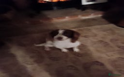 English Springer Spaniel dogs for sale: Beautiful Springer spaniels  - Image 1