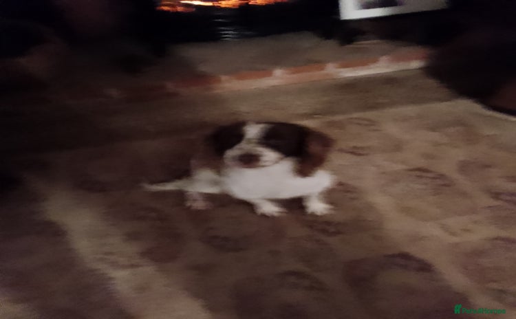 English Springer Spaniel dogs - Advert 2