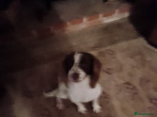 English Springer Spaniel dogs - Advert 1