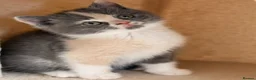 British Shorthair cats for sale:  Beautiful British Shorthair Kittens ✨🐾 - Advert 4