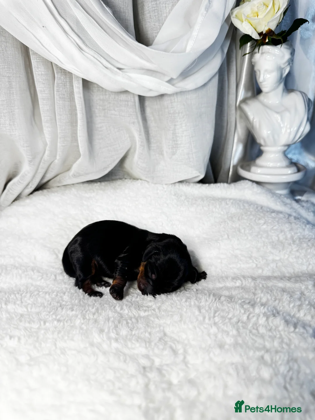 Miniature Dachshund dogs for sale: MINI DACHSHUND PUPPIES💕 KC REGISTERED/PRA CLEAR  - Advert 18