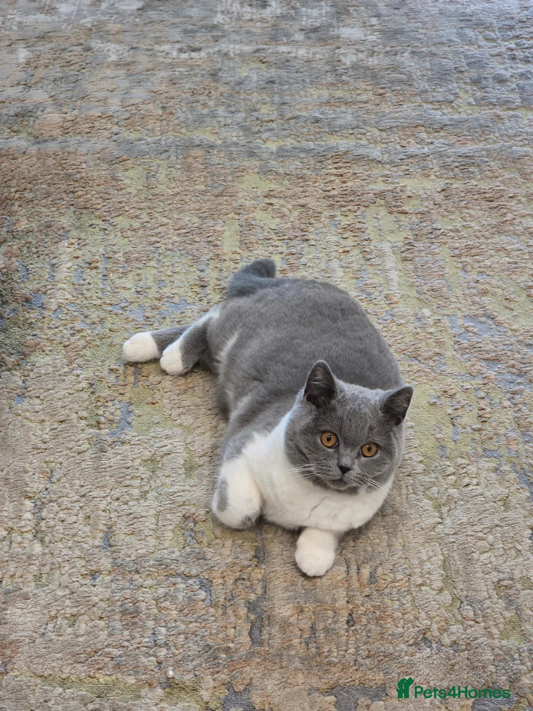 British Shorthair cats for sale: British shorthair gccf  - Advert 3