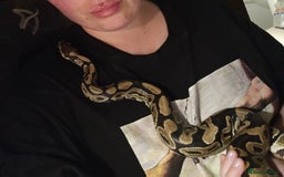 Python Snake reptiles for sale: Python snake + viv/set up - Image 1