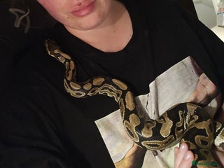 Python Snake reptiles - Advert 1