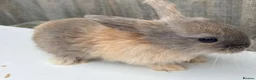 Mixed Breed rabbits for sale: Mini lop/lionhead mix breed  - Advert 3
