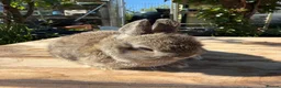 Netherland Dwarf rabbits for sale: Young Netherland Dwarfs - Advert 6