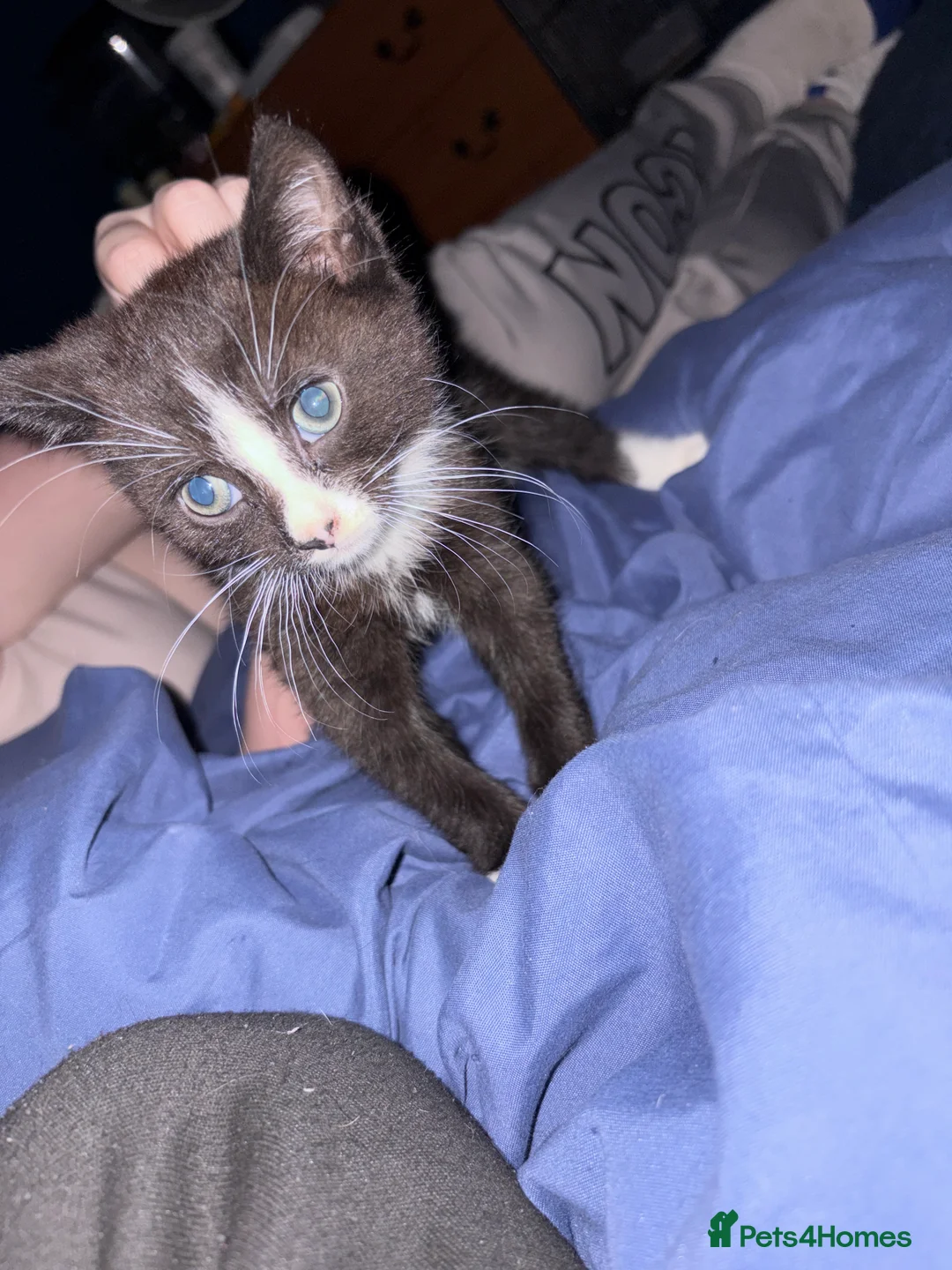 Mixed Breed cats for sale: Kittens for sale  - Advert 1