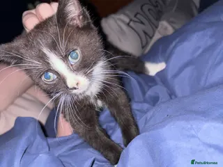 Mixed Breed cats Kittens for sale - Advert 3