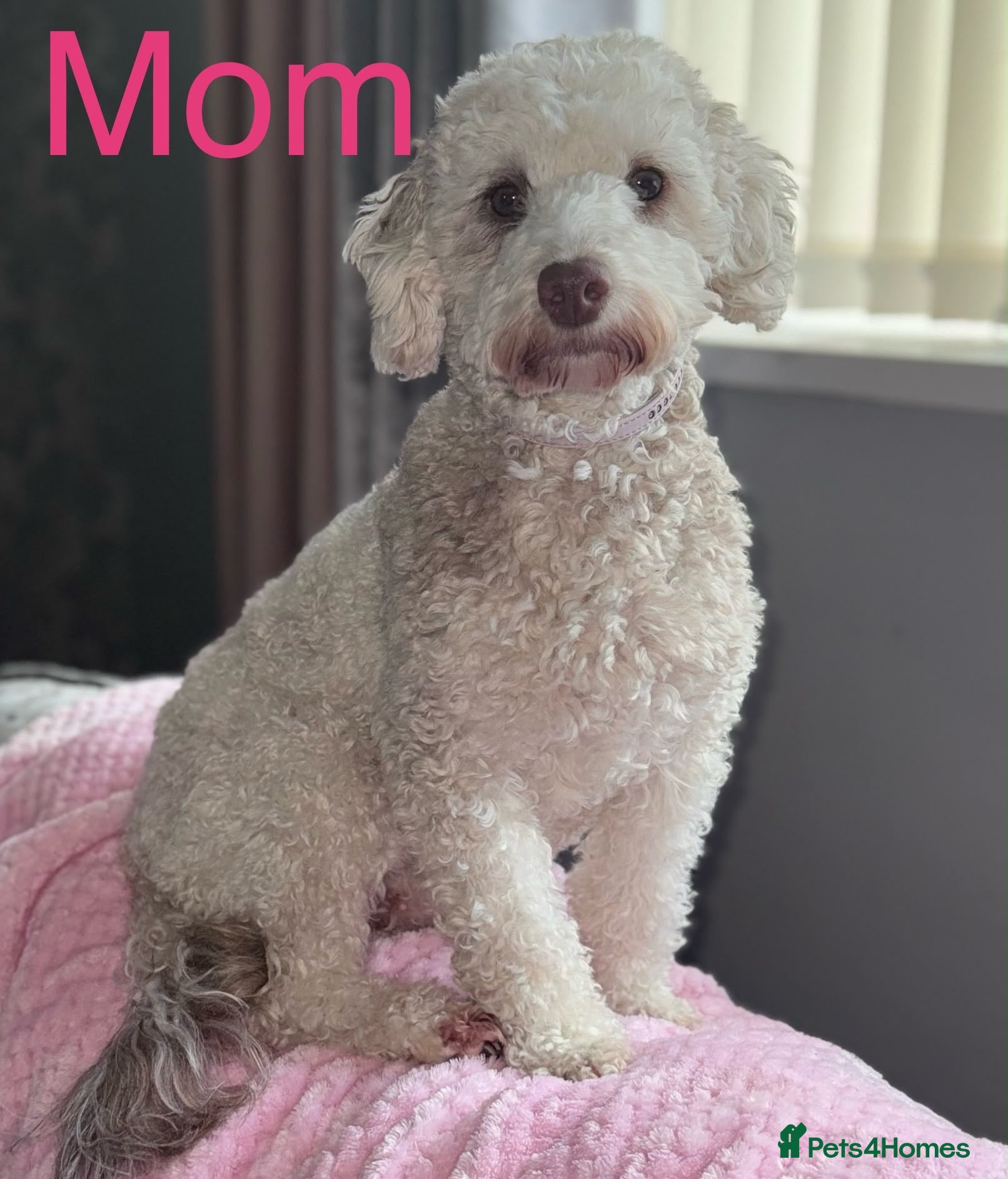 Cockapoo dogs Beautiful ToyF1BB - Advert 1