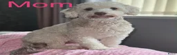 Cockapoo dogs for sale: Beautiful ToyF1BB - Advert 1