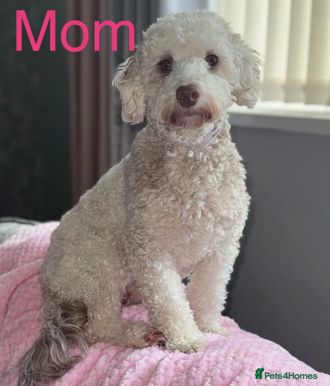 Cockapoo dogs for sale: Beautiful ToyF1BB - Advert 1