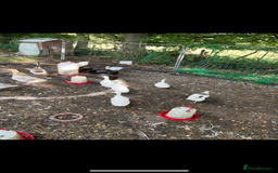 Ducks poultry for sale: Quartet of ducks mixed breed - Image 3