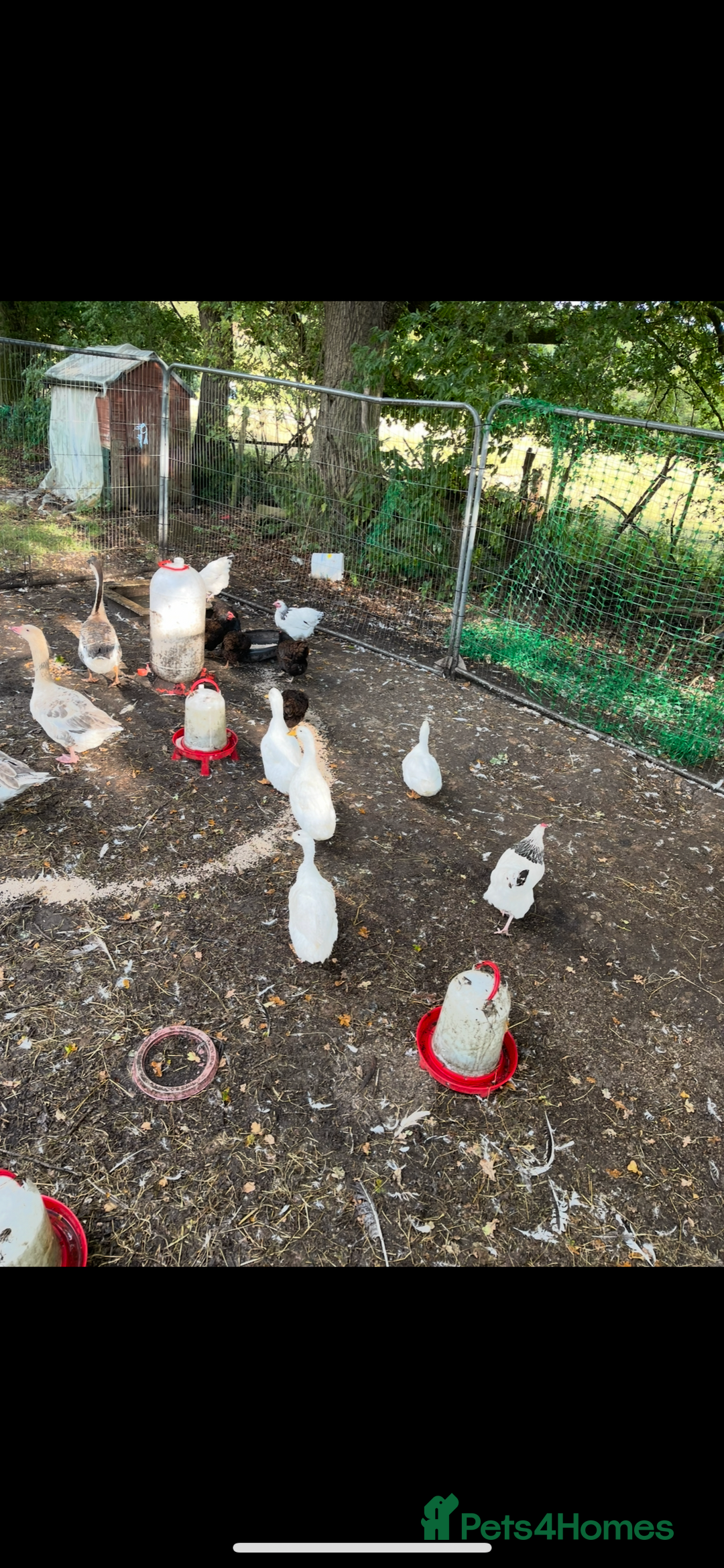 Ducks poultry for sale: Quartet of ducks mixed breed - Image 3