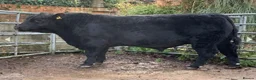 Cows & Bulls livestock for sale: Kestrel k - Advert 1