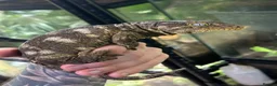 Gecko reptiles for sale: Pair of Leachianus Geckos and juveniles  - Advert 5