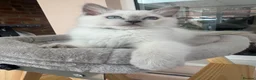 Ragdoll cats for sale: 💜🧡💙GCCF REG RAGDOLL babies see full description - Advert 2