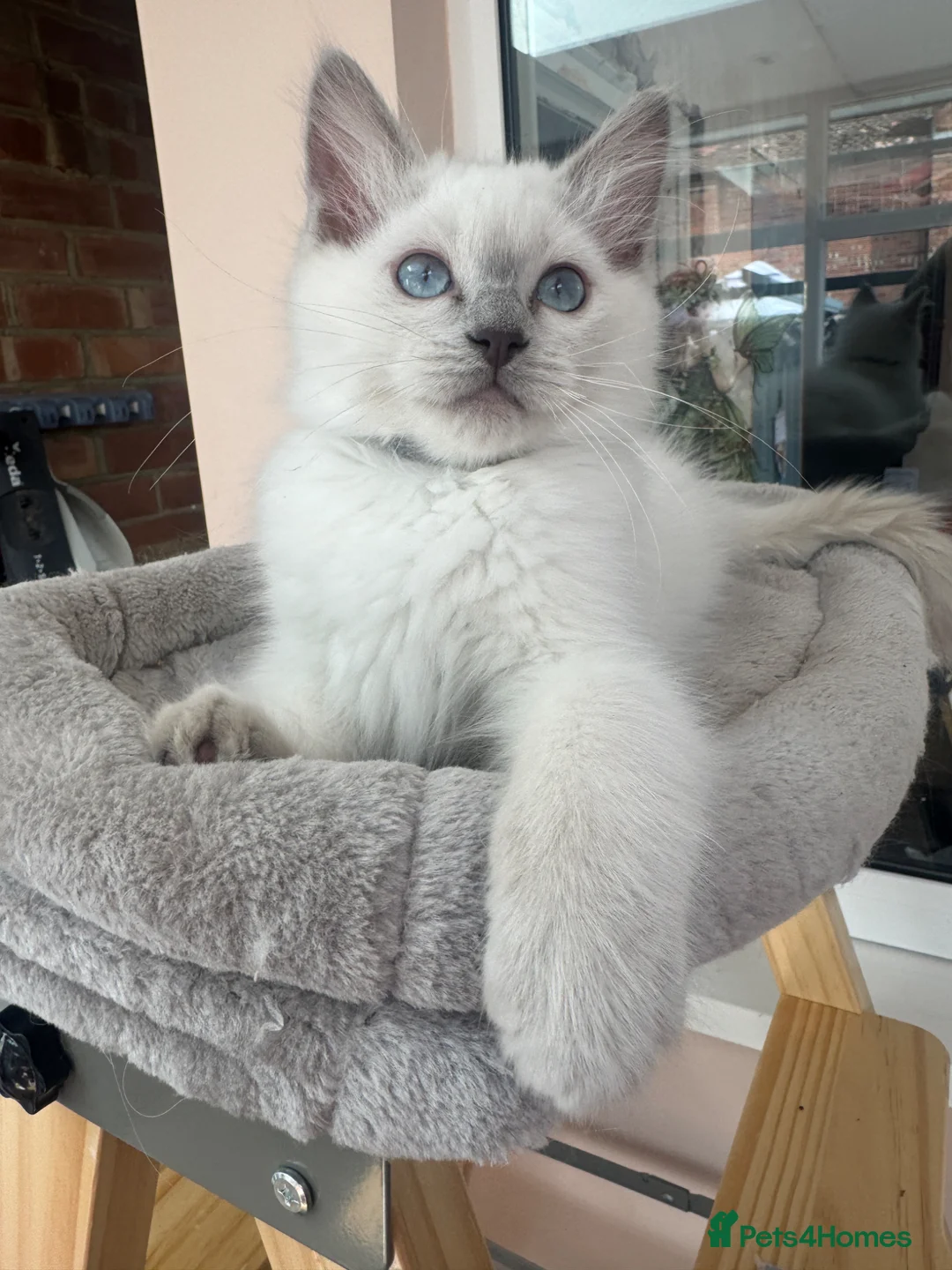 Ragdoll cats for sale: 💜🧡💙GCCF REG RAGDOLL babies see full description - Advert 2