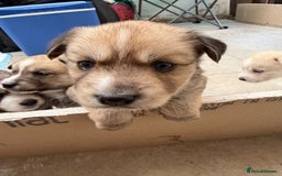 Pomsky dogs for sale: Adorable Blue Eyed 🐾 Long Eared Pomskies  - Image 17