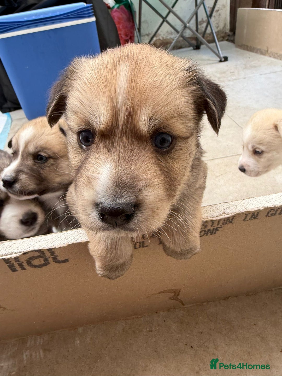 Pomsky dogs for sale: Adorable Blue Eyed 🐾 Long Eared Pomskies  - Image 17