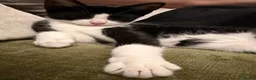 Mixed Breed cats for sale: Beautiful Female Kitten Seeking Loving Home in Romford - Advert 5