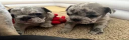 French Bulldog dogs for sale: KC/DWKC Registered French Bulldog Puppies - Advert 12