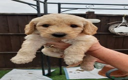 Labradoodle dogs for sale: Labradoodle puppies - Image 12