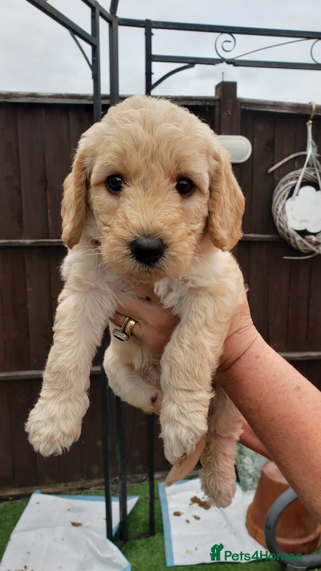 Labradoodle dogs for sale: Labradoodle puppies - Image 12