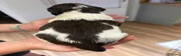 English Springer Spaniel dogs for sale: KC Registered English Springer Spaniel Puppies  - Advert 27