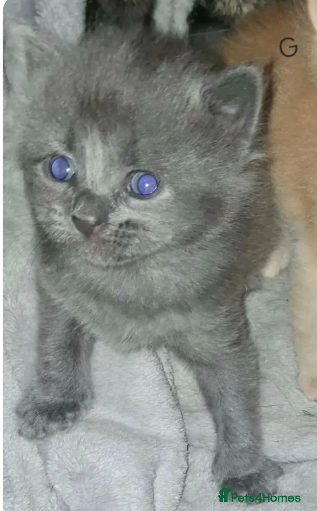 Maine Coon cats for sale: Maine coon cross kittens - Advert 9