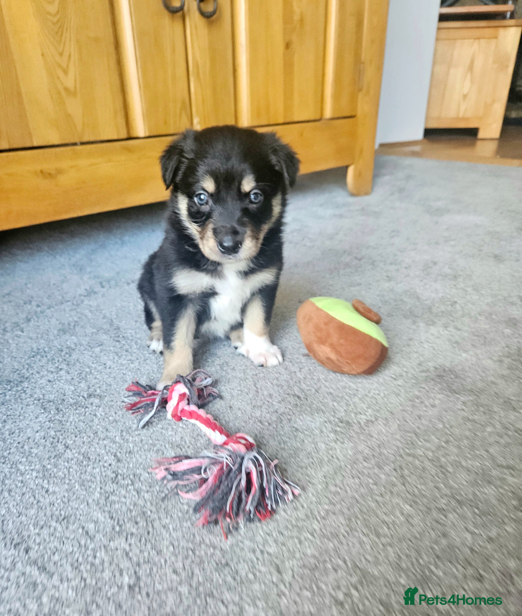 Border Collie dogs 🔥Unique tri border collie pups 🔥 - Advert 1
