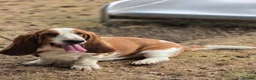 Basset Hound dogs for stud: Basset Hound Proven Stud - Advert 7