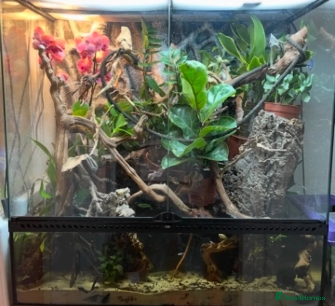 Tetras fish for sale: FREE TROPICAL FISH in Oldham - Advert 1