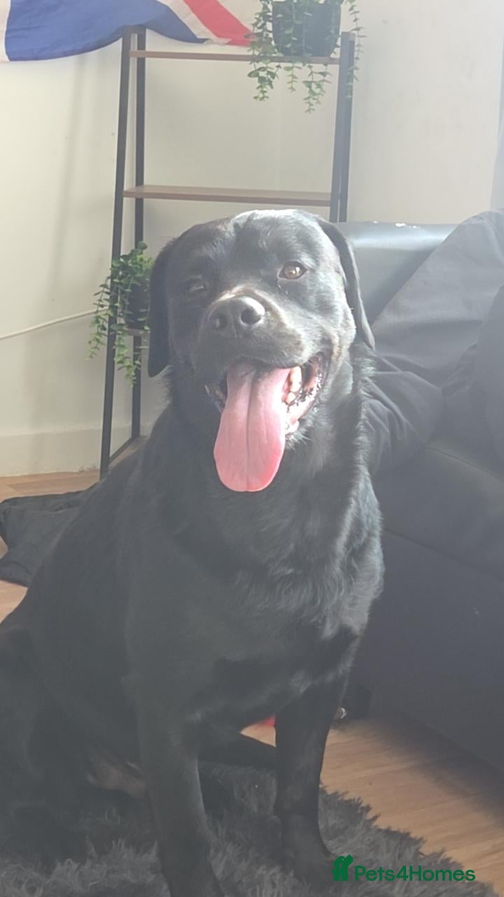 Mixed Breed dogs Male dog name bear Rottweiler/springer spaniel  - Advert 8