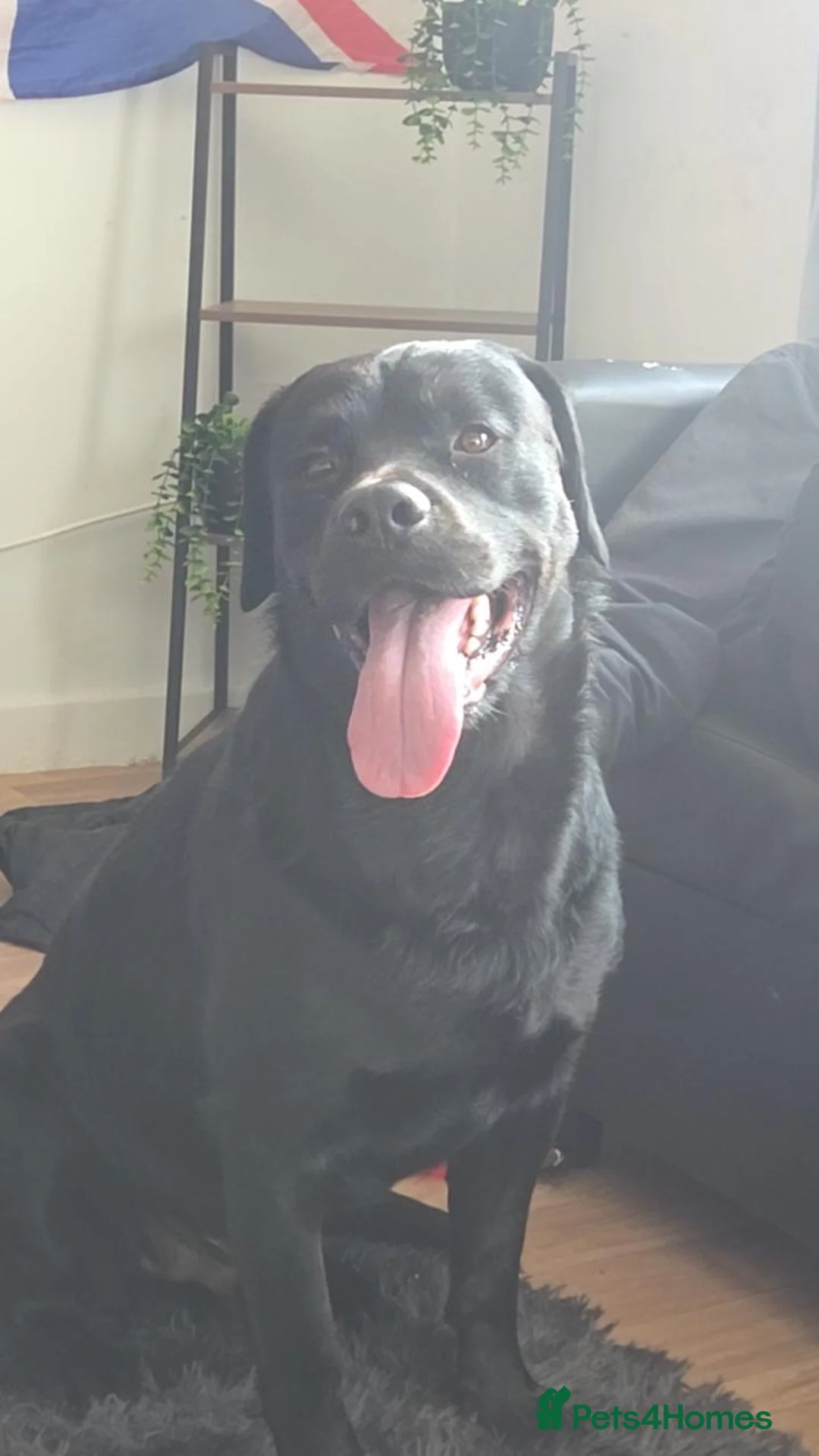 Mixed Breed dogs for sale: Male dog name bear Rottweiler/springer spaniel  in Grangemouth - Advert 1