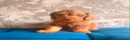 Cockapoo dogs for sale: Three beautiful boys  - Advert 6
