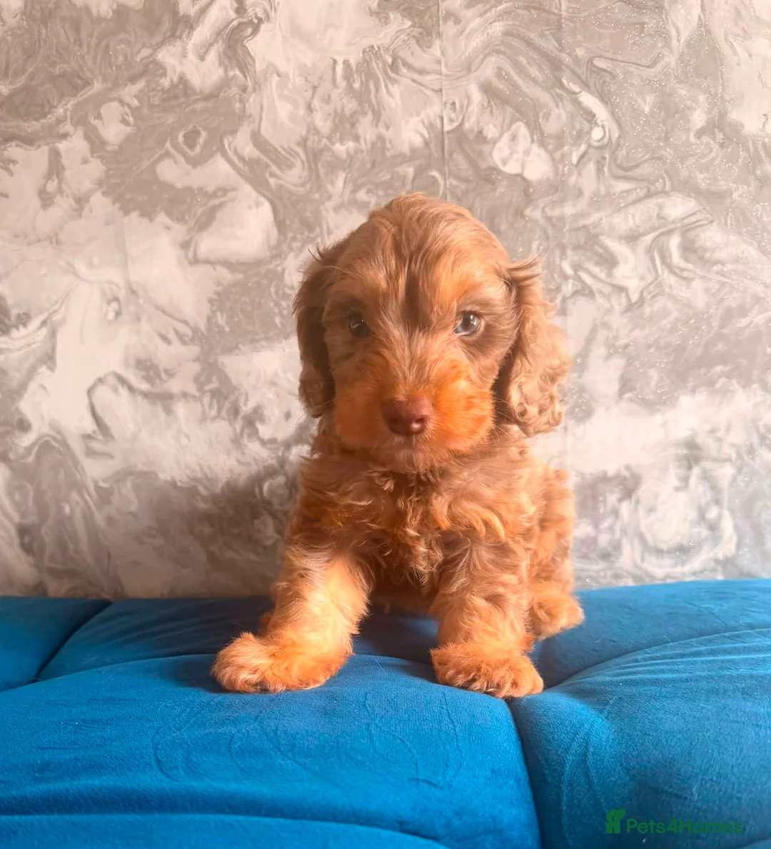 Cockapoo dogs for sale: Three beautiful boys  - Advert 6