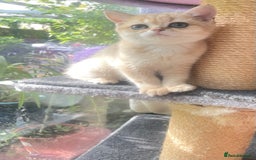 British Shorthair cats for sale: Pure breed British shorthair blue &  golden kitten - Image 6