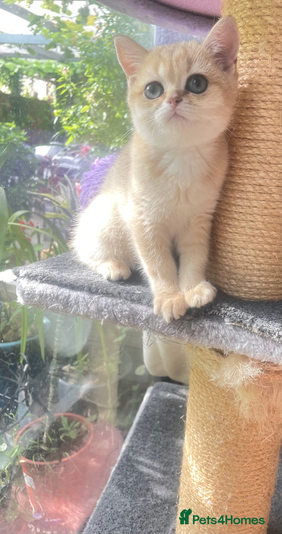 British Shorthair cats for sale: Pure breed British shorthair blue &  golden kitten - Image 6